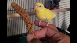 Teaching a parakeet to perch on your hand [upl. by Heath]