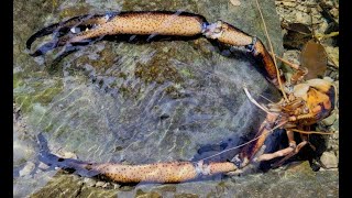 Camarón de Río  Bigclaw River Shrimp Macrobrachium carcinus [upl. by Eillas]