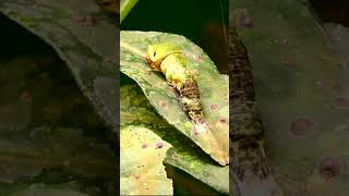 Caterpillar shedding skin off  Papilio Demoleus [upl. by Ellevehs]