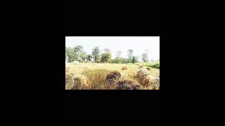 Farming lover khetibadi kheti nature farming farmlife viralvideo [upl. by Ahteral]