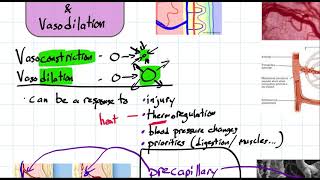 vasoconstriction and vasodilation [upl. by Rizas]