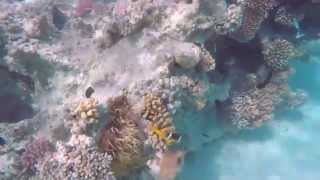 Schnorcheln Mahmya Giftun Island Rotes Meer  Teil 2 Gopro hero 4 [upl. by Nelloc236]