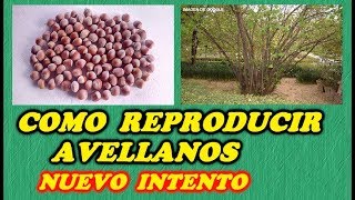 Sembrar Avellanas  Reproducir Avellanos 3ª PARTE  ERRORES CORREGIDOS  Todo Huerta y Jardín [upl. by Johnstone]