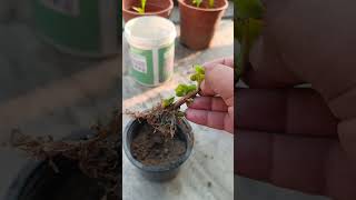 trendingantifungal treatment hydrangea plant repottingsavings a dying plant 💞 [upl. by Mil]