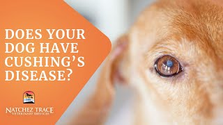 Free Guide Help for Dogs With Cushings Disease  Make Your Dog Feel Better [upl. by Yde]