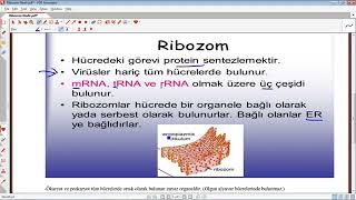 RİBOZOM NEDİR  RİBOZOMUN GÖREVLERİ NELERDİR [upl. by Rena]