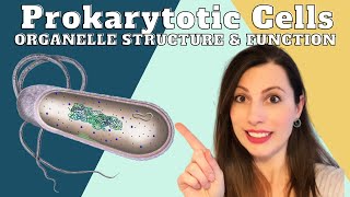 PROKARYOTIC CELL STRUCTURE AND ORGANELLESAlevel Biology cells topic 2 [upl. by Veedis]