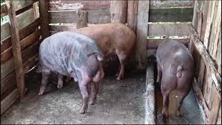 Duroc boar serving 2 duroc gilts [upl. by Harman]