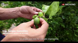 Controlar la Diaphorina citri del Limón con HachiHachi®️ [upl. by Krock]