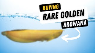 Unboxing NEW EXPENSIVE AROWANA [upl. by Ruomyes389]