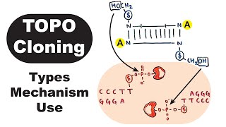 TOPO Cloning  TOPOBlunt TOPOTA TOPOdirectional [upl. by Shellans12]