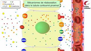 La réabsorption rénale [upl. by Itirp]