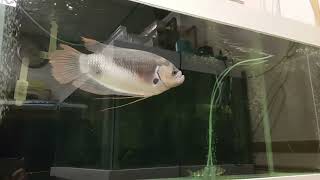 古代戰船 二 攀鱸科 大型魚 the monster fish  Osphronemus laticlavius  Osphronemus goramy  Giant Gourami [upl. by Enywad]