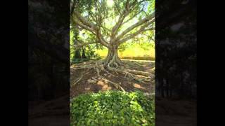 Ancient Teachings Ceiba Tree [upl. by Ramel]