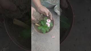 Hybrid vinka plants short viral video [upl. by Seilenna]