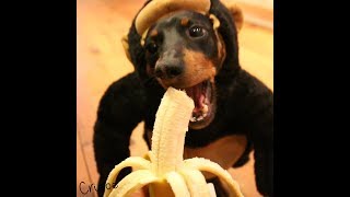 Crusoe the Monkey Dachshund [upl. by Russi]