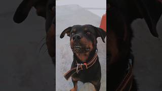 Rottweiler Dog attitude 👿😡rottweiler rolex sanjubaba attitude viralvideo shorts dog [upl. by Erreipnaej]