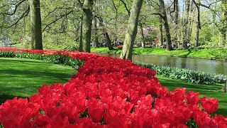 Keukenhof garden 2019 Lisse Netherlands [upl. by Lybis625]