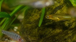 Pygmy Swordtail  Emerald Dwarf Rasbora [upl. by Latrell]