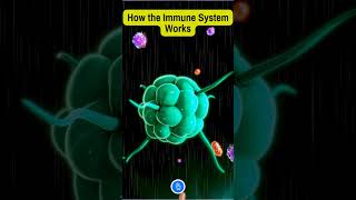 How the Immune System Works biology [upl. by Kimble]