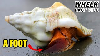 Whelk Facts you might know WHELK EGGS  Animal Fact Files [upl. by Olette]