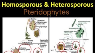 Important comparison to remember  Homosporous pteridophytes vs heterosporous pteridophytes [upl. by Mulvihill]