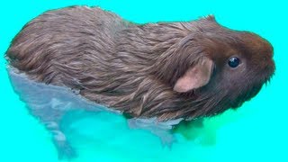 Guinea Pig Bath Time [upl. by Cranford]