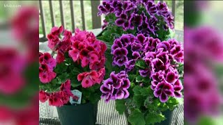 You Can Grow It Tips for growing geraniums [upl. by Vachel]