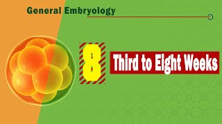 𝟎𝟖 𝐓𝐡𝐢𝐫𝐝 𝐭𝐨 𝐞𝐢𝐠𝐡𝐭 𝐰𝐞𝐞𝐤𝐬 𝐨𝐟 𝐝𝐞𝐯𝐞𝐥𝐨𝐩𝐦𝐞𝐧𝐭 التطور الجنينى من الأسبوع الثالث الى الثامن [upl. by Oirtemed]