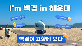 깜카  힐링 고래가 고향 찾아 해운대 해수욕장에 가면 생기는 일🌊 [upl. by Naelcm273]