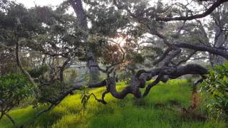 Birds of Hakalau Forest National Wildlife Refuge [upl. by Aneba931]