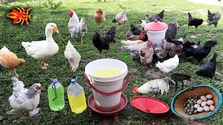 Its Simple  Solved Chicken Lice Problem  Chickens Dont Get Lice Any More  Farm  Egg Collection [upl. by Nitnert906]