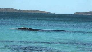 Hyams Beach Southern Right Whale and its Newborn Calf Jervis Bay Australia [upl. by Tecu]