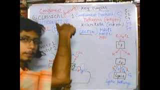 Complement system part 5 MBL pathway [upl. by Desiree]