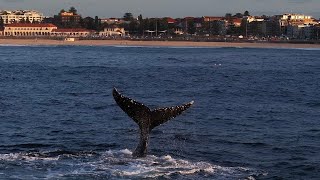 WHALES CLOSE TO WAVES AT BONDI [upl. by Enilram229]