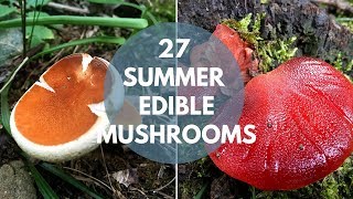 Wild Mushrooms You Can Eat Summer Edition [upl. by Anoif362]