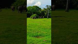 Habarana safari❤❤ elephant SafariTVLive ekchotakent nature travel love subscribe [upl. by Muir]