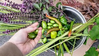 Lemon Grass Harvest  Peppers amp More Overwintered [upl. by Ymij840]