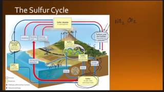 Sulfur Cycle [upl. by Adieren232]