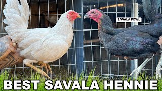 BEST HENNIE Savala Fowl in Modesto California  Beautiful Birds [upl. by Otreblada545]