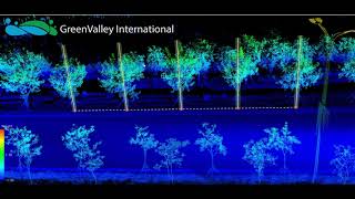 LiDAR360 MLS  Individual Tree Measurement [upl. by Anhsirk]