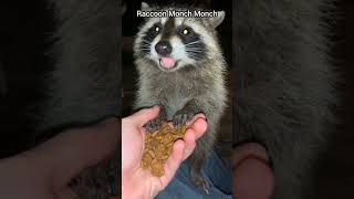 Adorable Raccoon Munching Sounds The Cutest Animal Sounds EVER [upl. by Eleinad461]