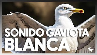 Sonido de GAVIOTA BLANCA efecto REALquot [upl. by Letsyrk]