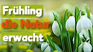 Der Frühling steht vor der Tür [upl. by Bendick]