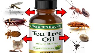 How to Get Rid of Pests Using Tea Tree Oil  ANTS COCKROACHES MOSQUITOES RODENTS SPIDERS LICE [upl. by Doroteya]