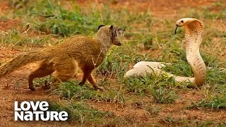 Cobra VS Mongoose  Love Nature [upl. by Luanni]