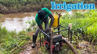 Irrigation time How i irrigate my nursery using furrow irrigation method [upl. by Kyriako34]