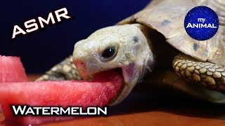 ASMR Mukbang Eating Watermelon 🍉 Turtle Tortoise 2 [upl. by Gladine]