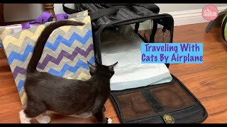 Traveling By Plane With Your Cat [upl. by Consolata399]