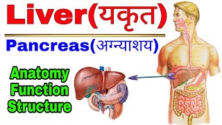 Anatomy of liver amp Pancreas  What does the liver do  Function of liver and Pancreas in Hindi [upl. by Edora]